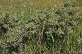 род Astragalus