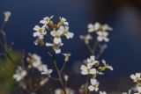 Arabidopsis arenosa