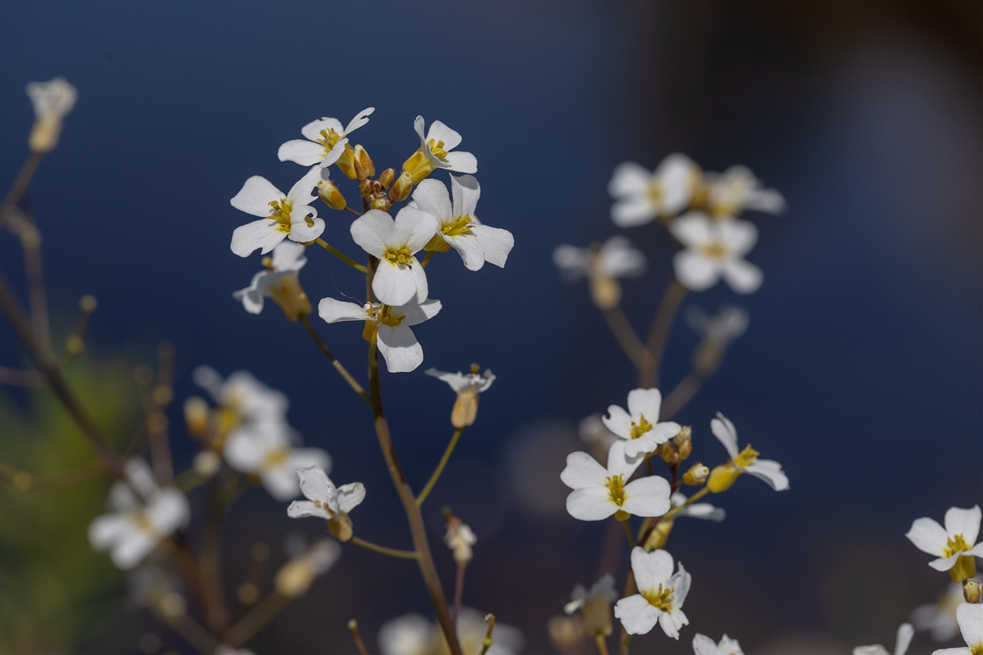 Image of Arabidopsis arenosa specimen.