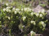 View full-size image Phyllodoce aleutica