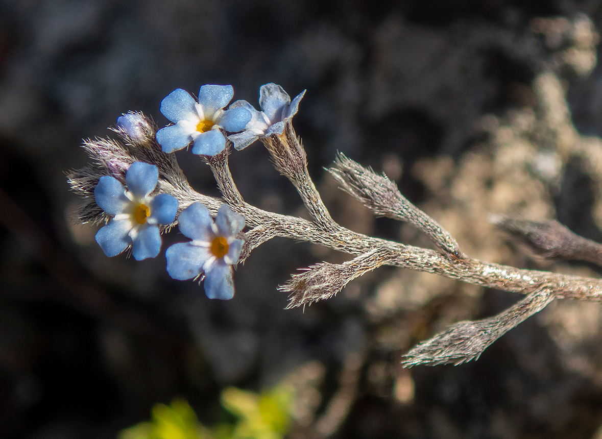 Изображение особи Myosotis incrassata.