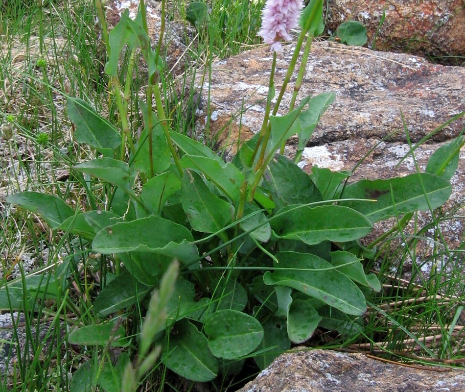 Изображение особи Bistorta officinalis.