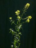 Image of taxon representative. Author is Раду Кибзий