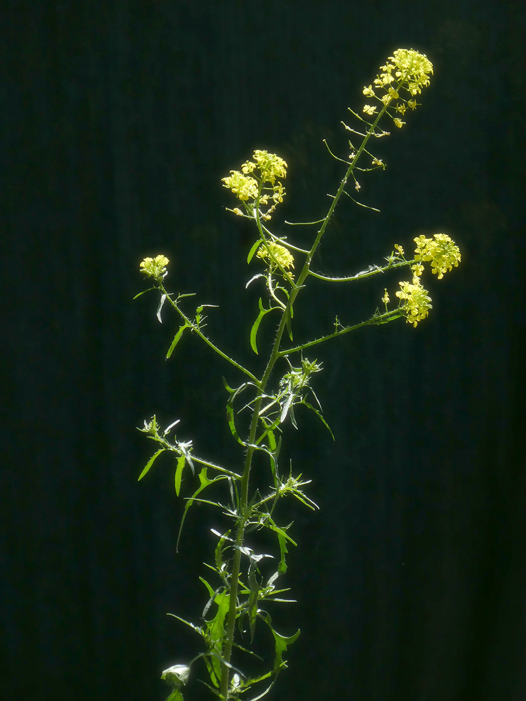 Изображение особи Sisymbrium loeselii.