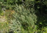 род Artemisia
