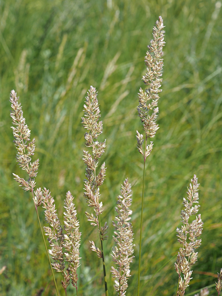 Image of Koeleria macrantha specimen.