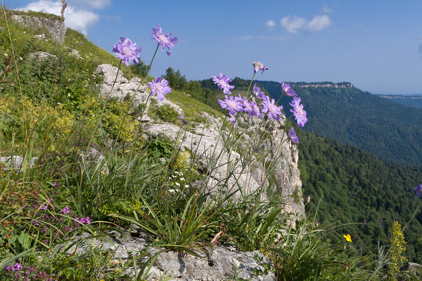 Изображение особи Lomelosia caucasica.
