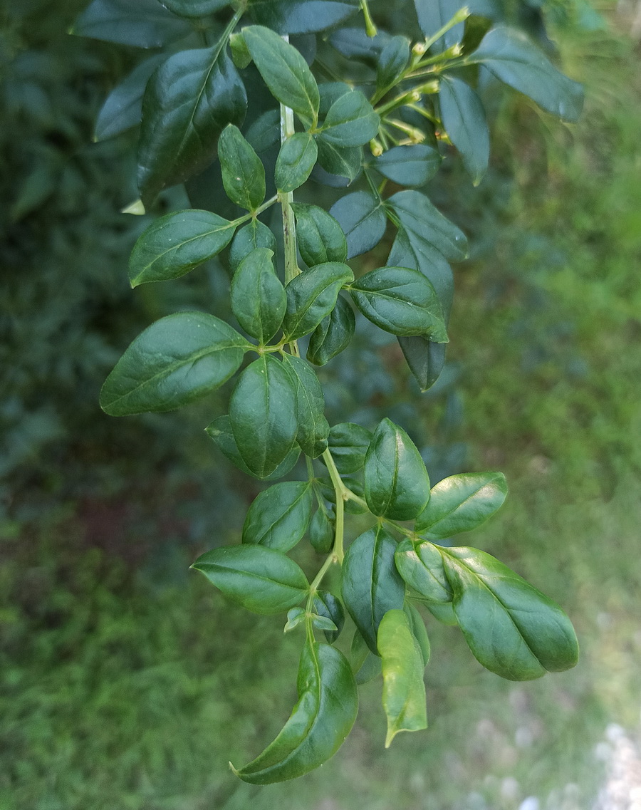 Image of Jasminum floridum specimen.