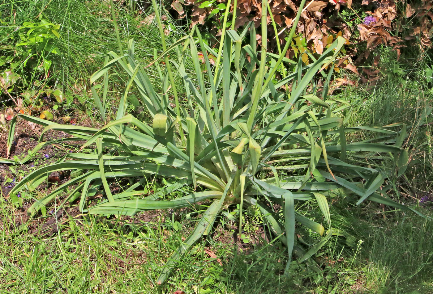 Изображение особи Eremurus spectabilis.