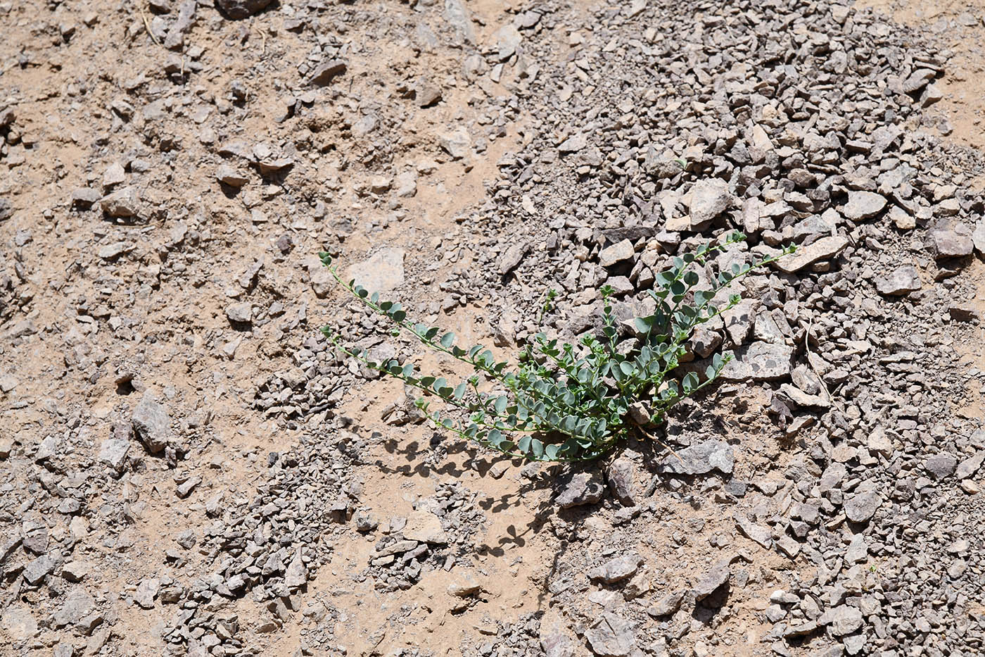 Изображение особи Andrachne rotundifolia.