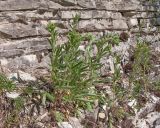 Potentilla recta. Бутонизирующие растения. Краснодарский край, м/о г. Новороссийск, гора Рябкова, ≈ 500 м н.у.м., скальное обнажение. 17.05.2015.