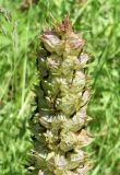Pedicularis olgae
