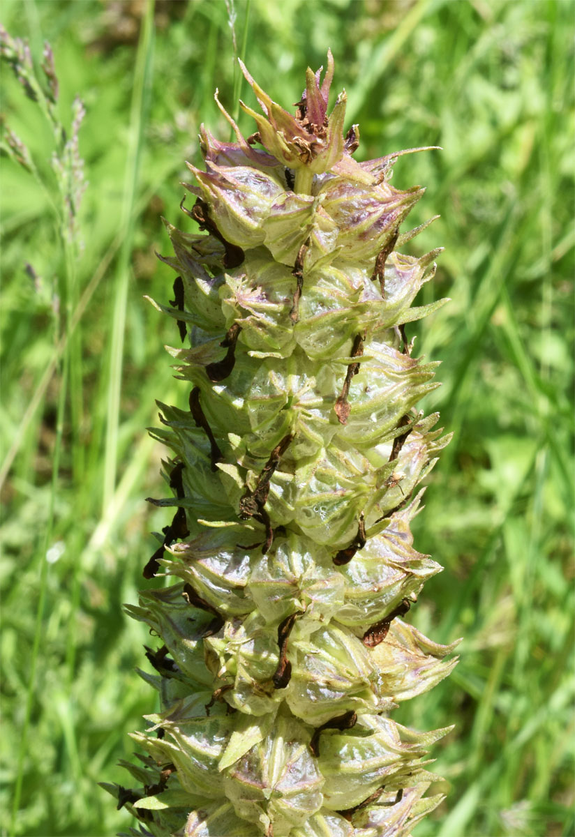 Изображение особи Pedicularis olgae.