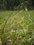 Eriophorum angustifolium. Плодоносящее растение. Костромская обл., заповедник \"Кологривский лес\", олиготрофное болото на участке коренных ельников. 7 июня 2010 г.