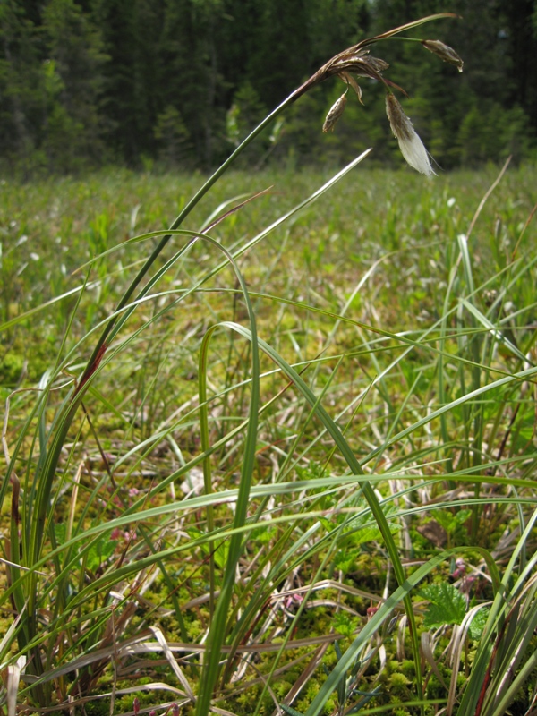 Изображение особи Eriophorum angustifolium.