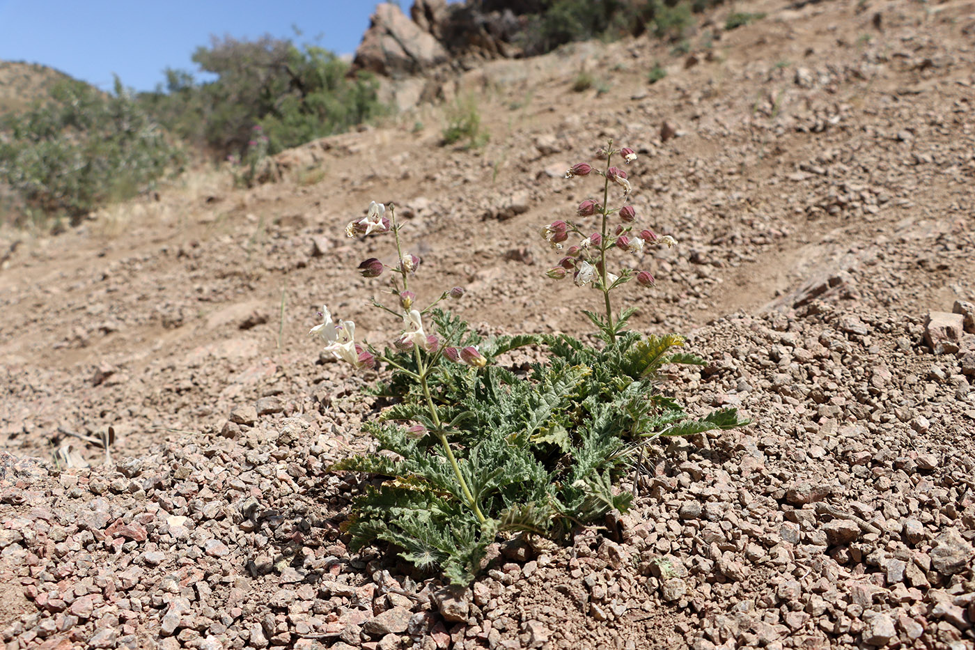 Изображение особи Salvia tianschanica.