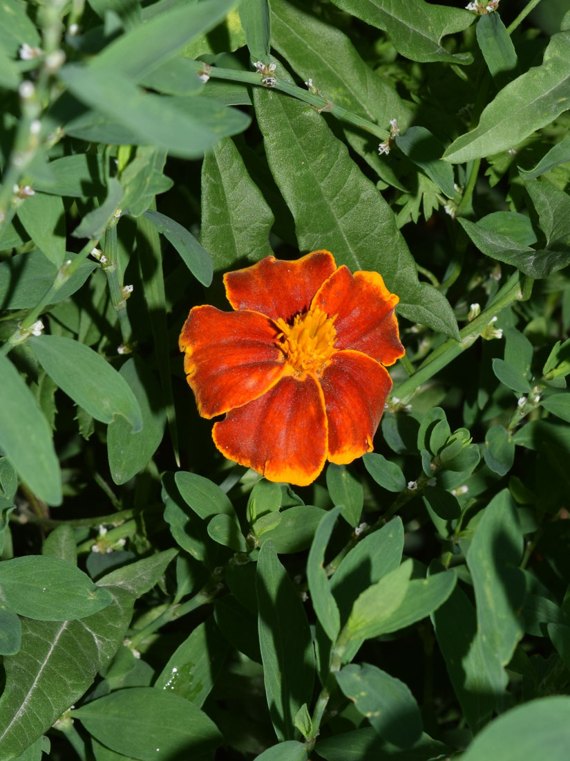 Изображение особи Tagetes patula.