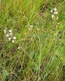 Astragalus austriacus