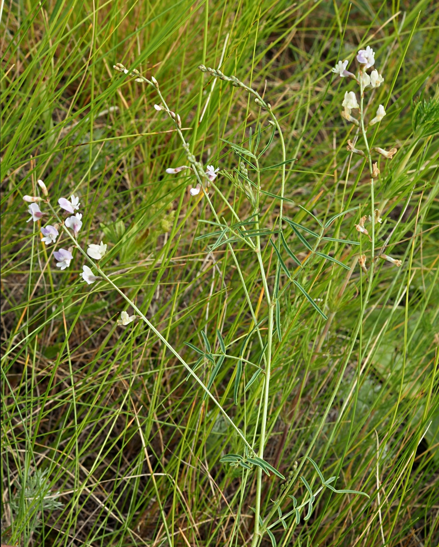 Image of Astragalus austriacus specimen.