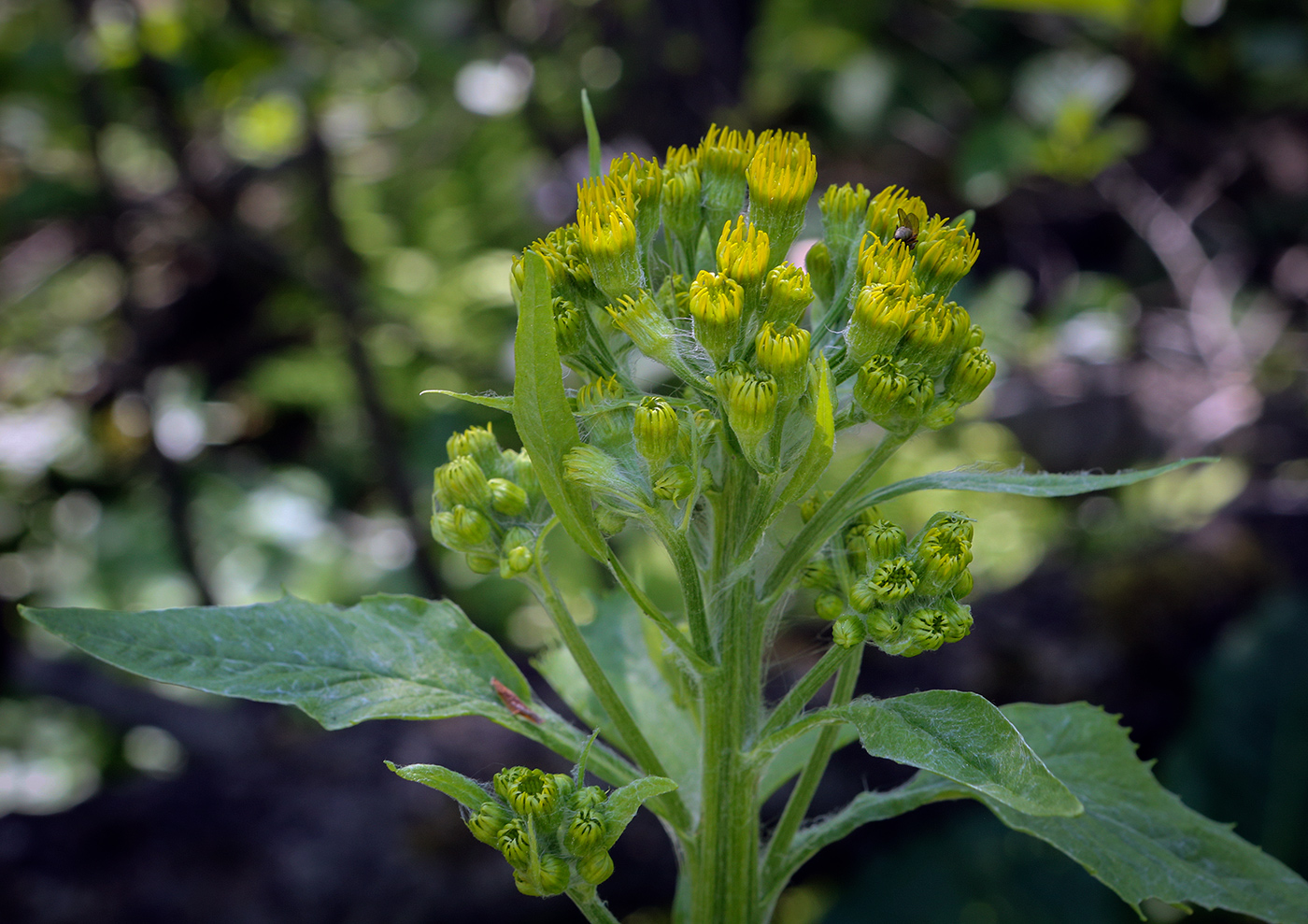 Изображение особи Tephroseris cladobotrys.