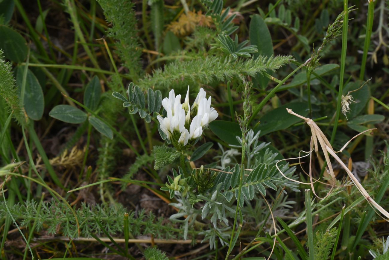 Image of genus Astragalus specimen.