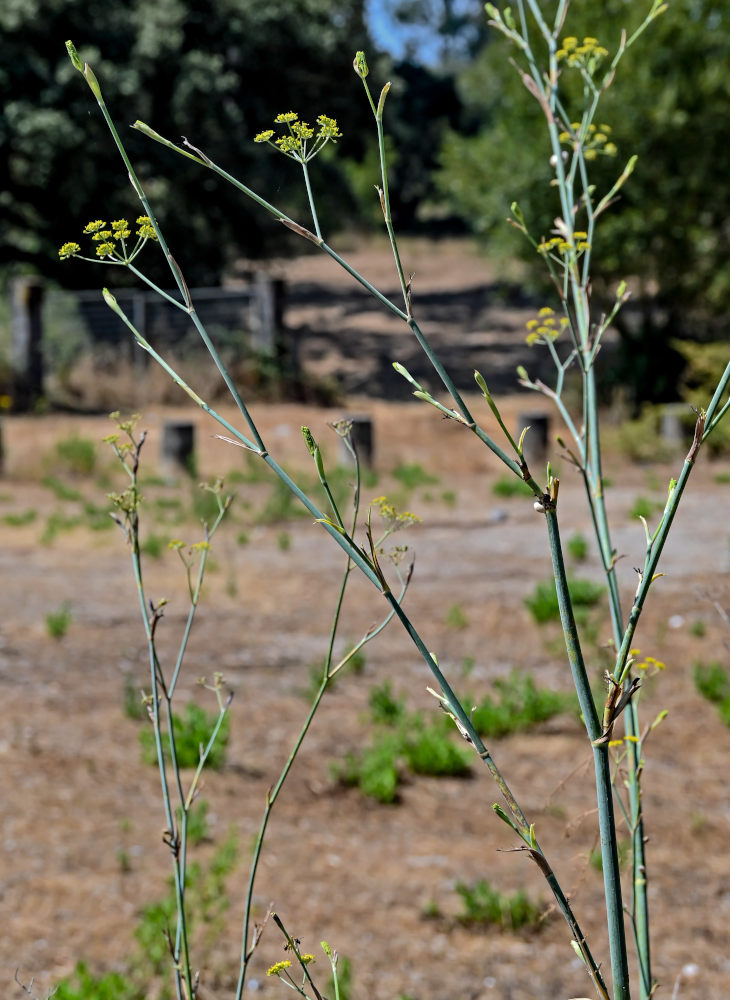 Изображение особи Foeniculum vulgare.