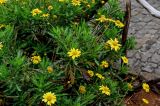 Euryops pectinatus
