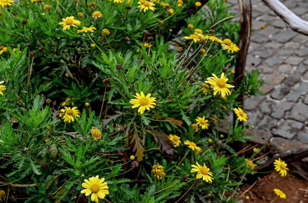 Изображение особи Euryops pectinatus.