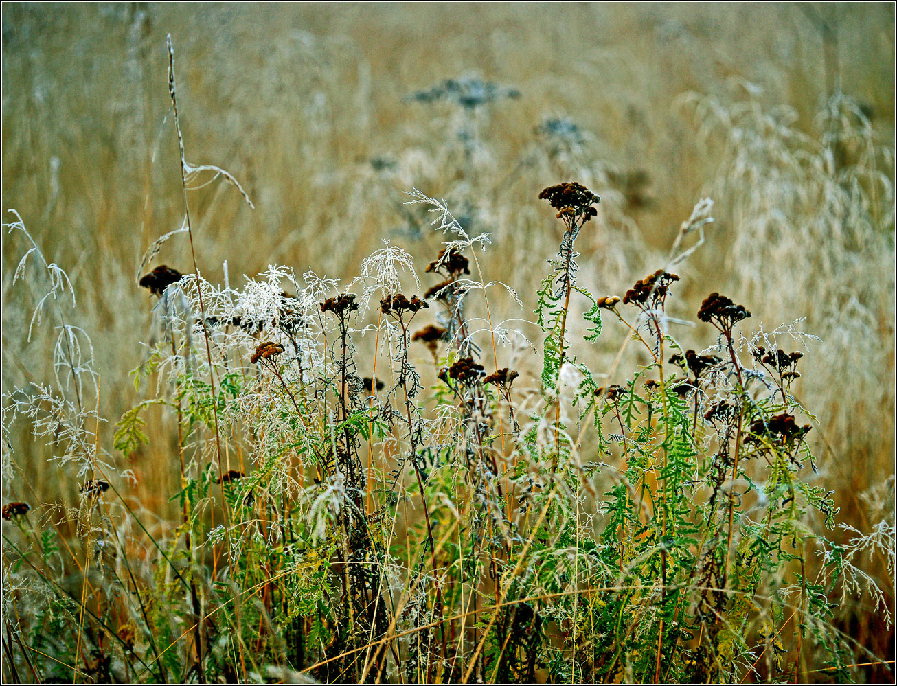 Image of Tanacetum vulgare specimen.