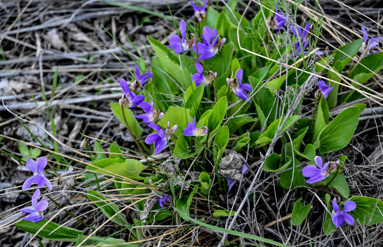 Image of Viola hirta specimen.