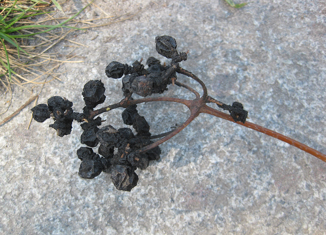 Изображение особи Phellodendron amurense.