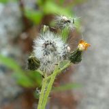Image of taxon representative. Author is Сергей Глотов