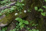 Allium ursinum. Верхушка цветущего растения. Республика Адыгея, Майкопский р-н, окр. пос. Каменномостский, нижняя часть ущелья р. Мишоко, широколиственный лес (дуб), берег реки, в корнях дерева. 8 мая 2025 г.