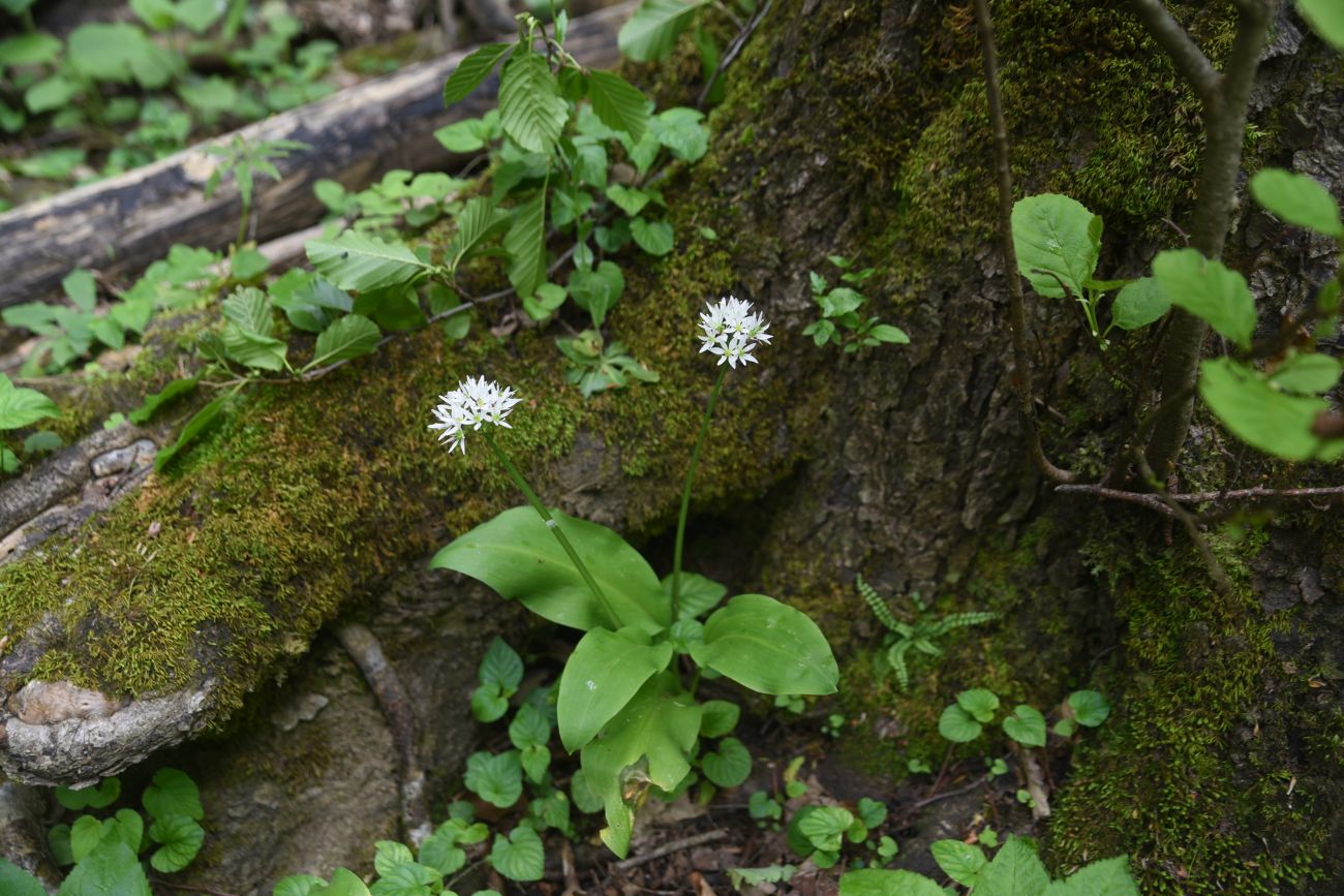 Изображение особи Allium ursinum.