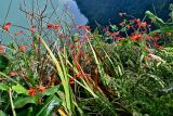 Crocosmia × crocosmiiflora