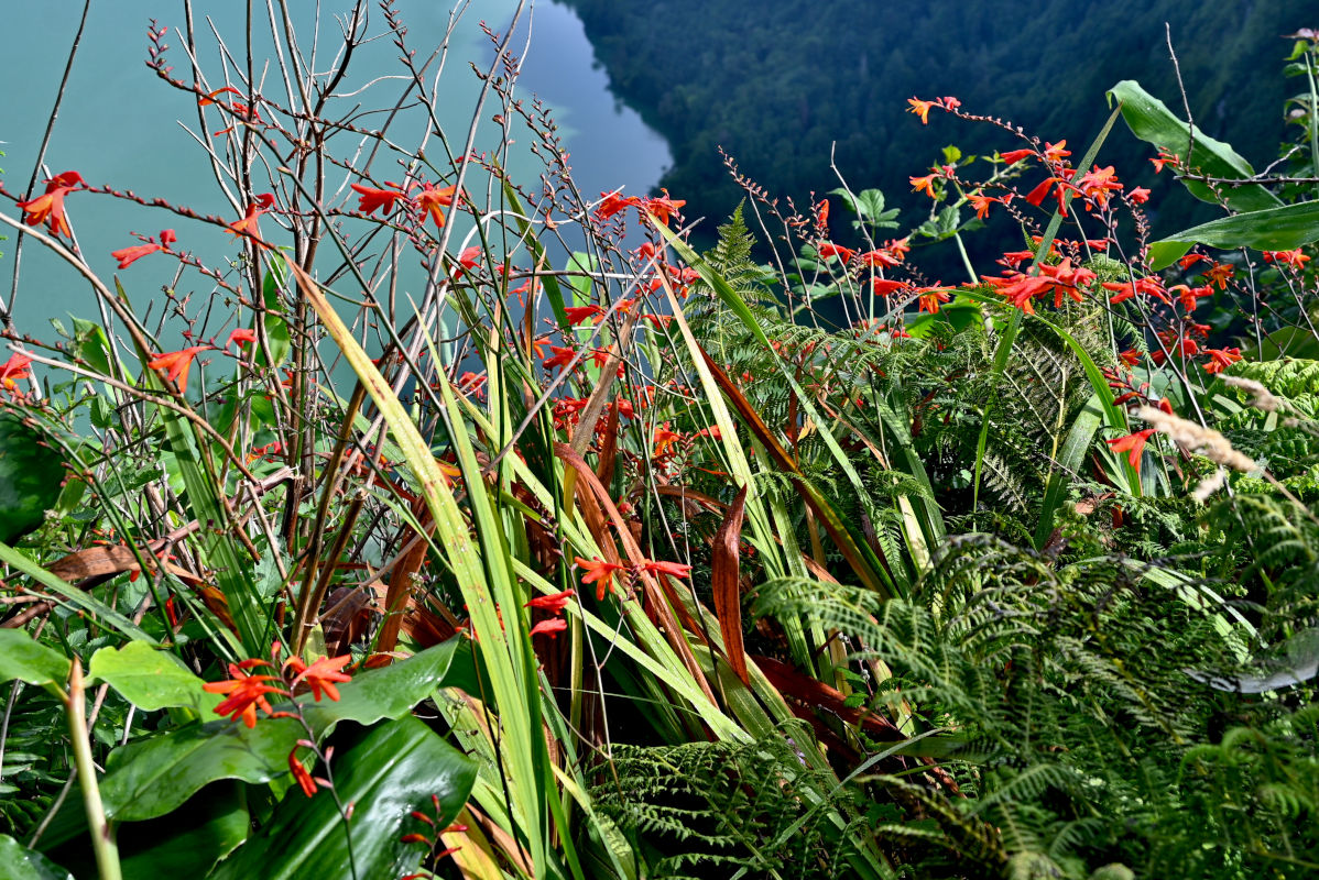 Изображение особи Crocosmia × crocosmiiflora.