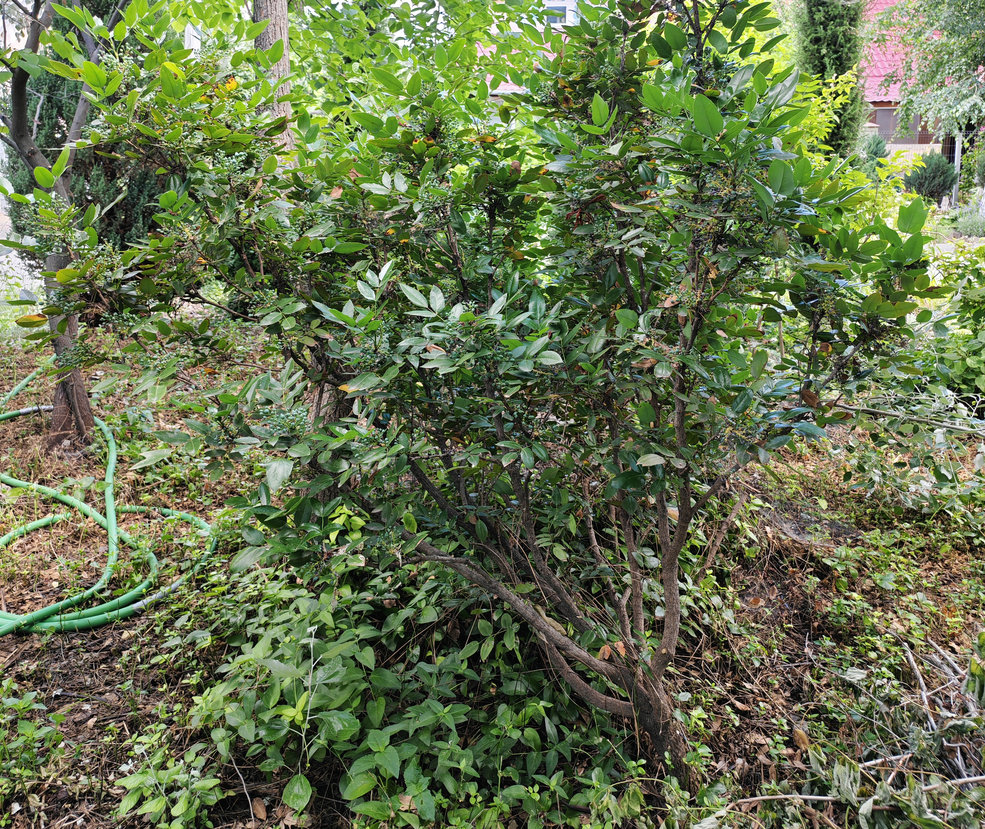 Image of Mahonia aquifolium specimen.