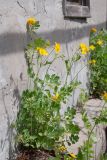 Chelidonium majus. Цветущее растение в трещине фундамента. Казахстан, Восточно-Казахстанская обл., окр. с. Кожохово, на приусадебном участке. 04.05.2026.