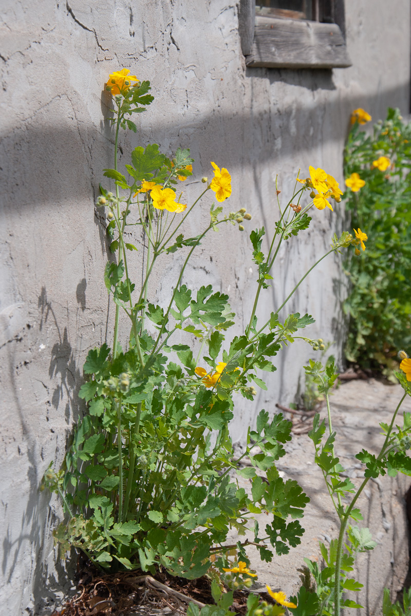Image of Chelidonium majus specimen.