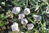 Convolvulus lineatus. Цветущие растения. Грузия, край Самцхе-Джавахети, Ахалцихский муниципалитет, 700 м от окр. с. Гуркели, левый борт р. Цинубанисцкали, выс. 1060 м н.у.м., горная степь. 8 июня 2026 г.