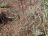 Astragalus astrachanicus