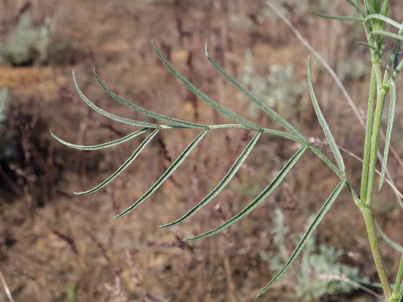 Image of Astragalus astrachanicus specimen.
