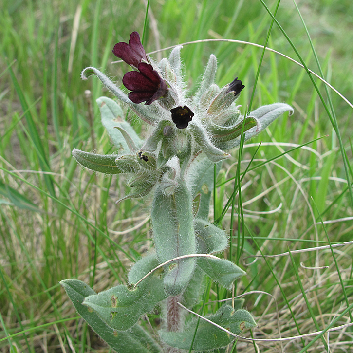 Image of Nonea rossica specimen.