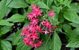Pentas lanceolata. Соцветие и листья. Китай, г. Шанхай, в культуре. 25.05.2025.