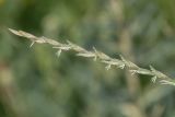genus Elytrigia. Верхушка соцветия. Ростовская обл., Мясниковский р-н, окр. хут. Недвиговка, пойменный луг, дамба. 28.06.2026.