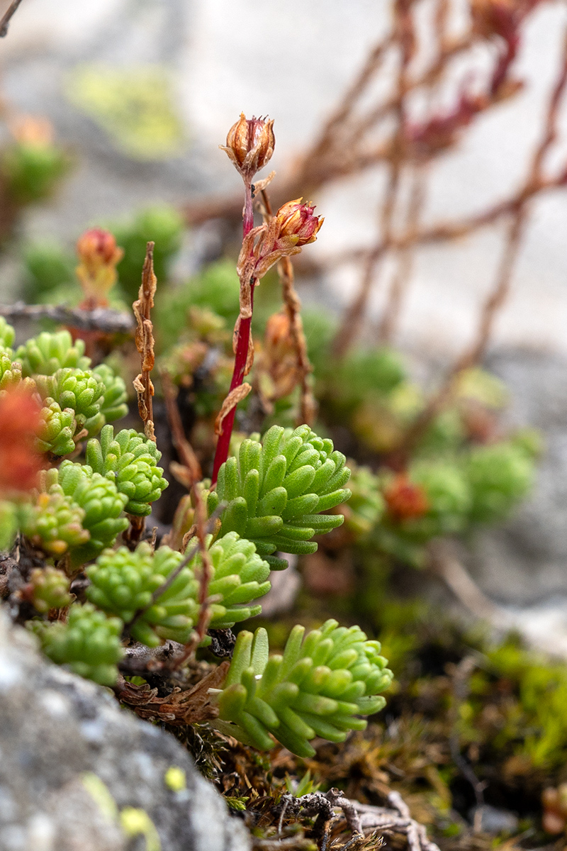 Image of Sedum tenellum specimen.