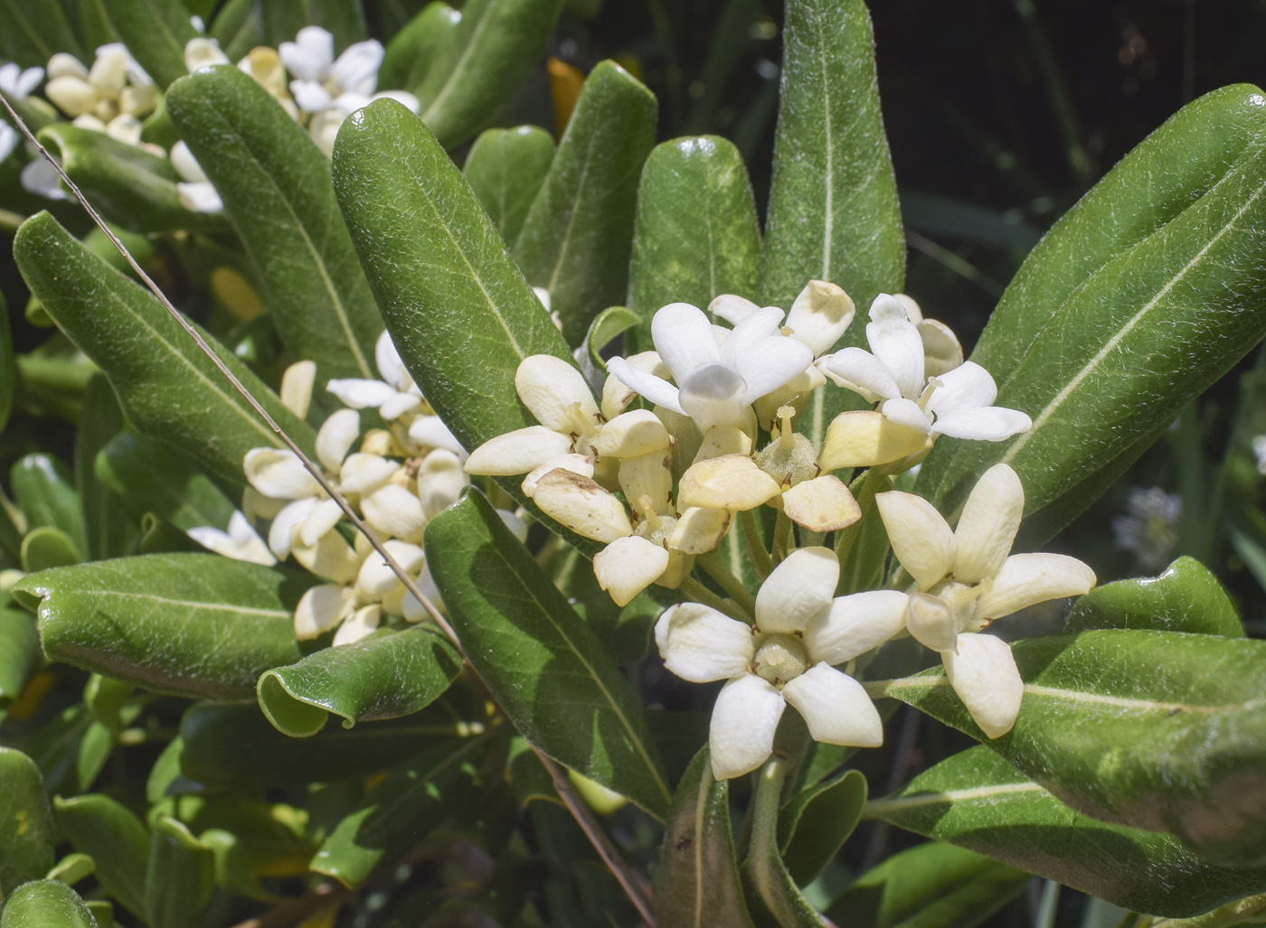 Изображение особи Pittosporum tobira.