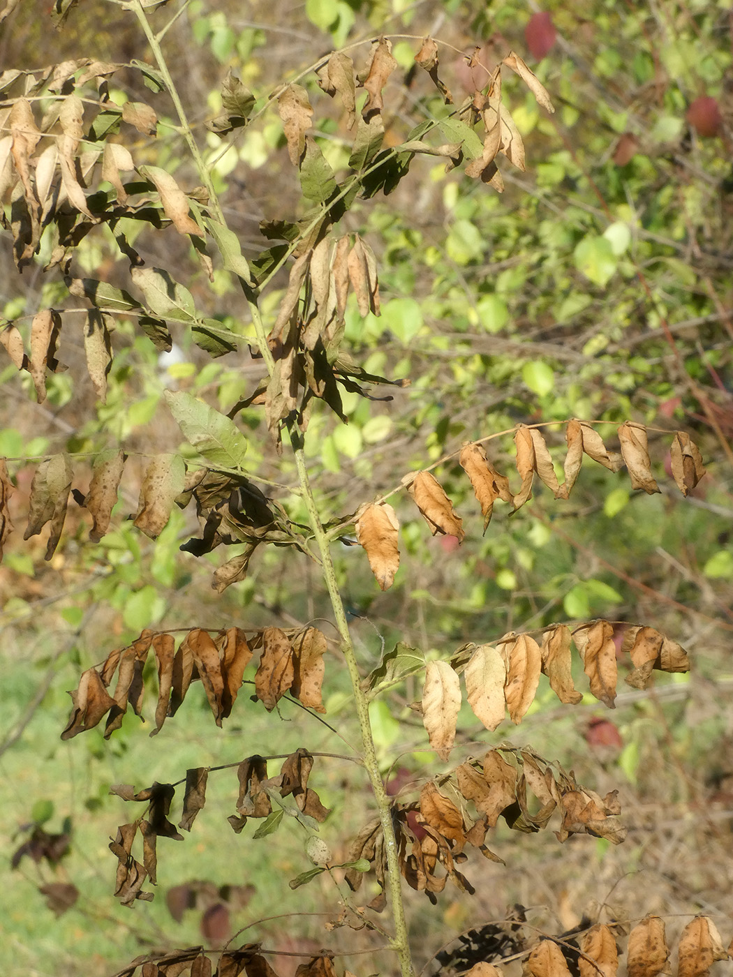 Image of Unknown species specimen.