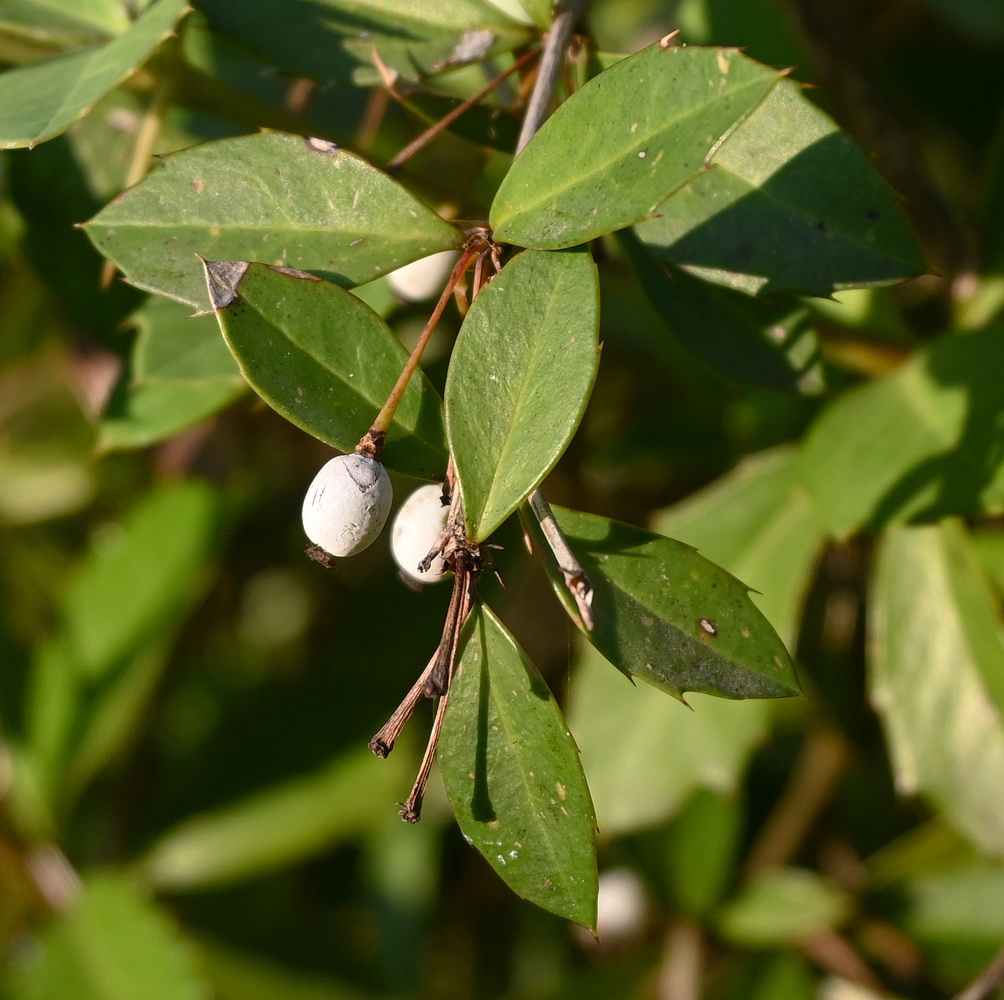 Image of Berberis pruinosa specimen.
