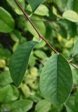 Pseudocydonia sinensis. Часть веточки. Краснодарский край, г. Сочи, парк \"Дендрарий\". 17.08.2026.